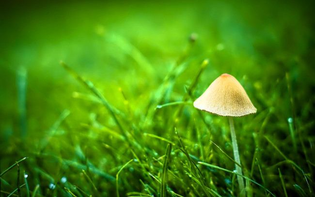 Обои картинки фото природа, грибы, гриб, трава