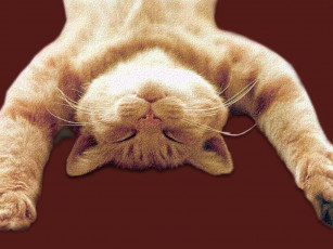 Картинка животные коты