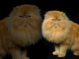 Картинка животные коты