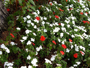 Картинка deutschland цветы бальзамины