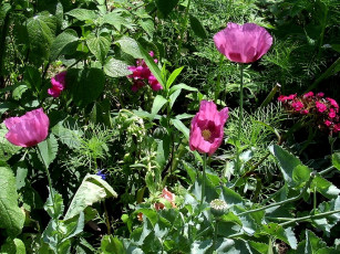 Картинка deutschland цветы маки