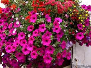 Картинка deutschland цветы разные вместе