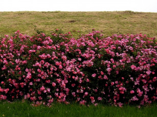 Картинка deutschland цветы шиповник