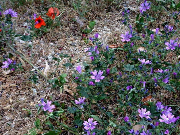 Обои картинки фото deutschland, цветы, луговые, полевые
