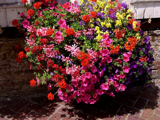 Обои картинки фото deutschland, цветы, разные, вместе