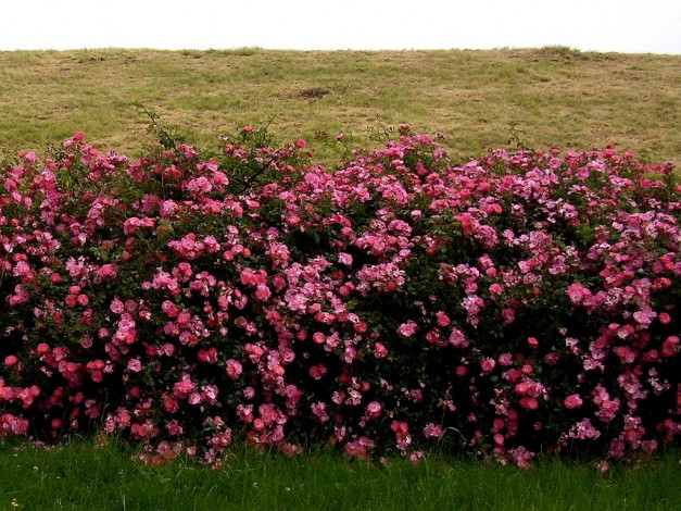 Обои картинки фото deutschland, цветы, шиповник
