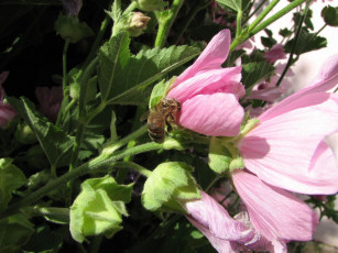 Картинка цветы