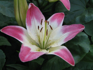 Картинка цветы лилии лилейники