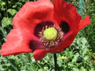 Картинка цветы маки