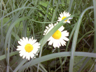 Картинка цветы ромашки