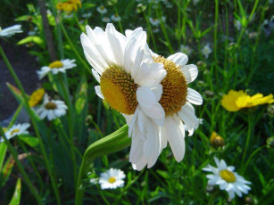 Картинка цветы ромашки