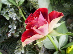 Картинка цветы розы