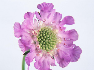 Картинка цветы скабиоза