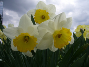 Картинка narciss цветы нарциссы