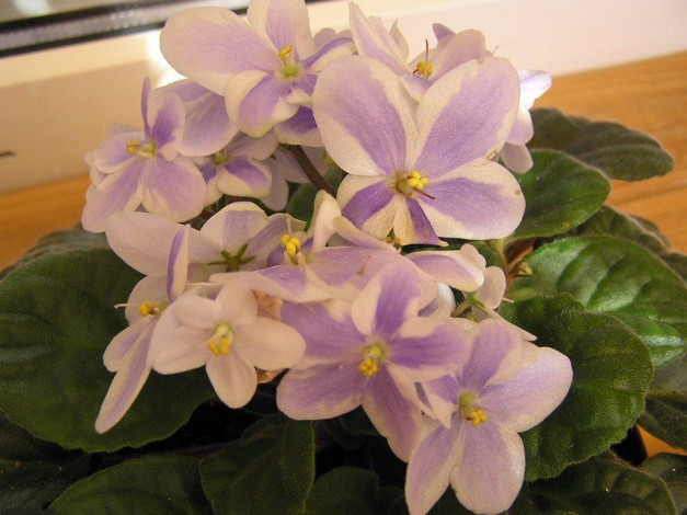 Обои картинки фото цветы, фиалки