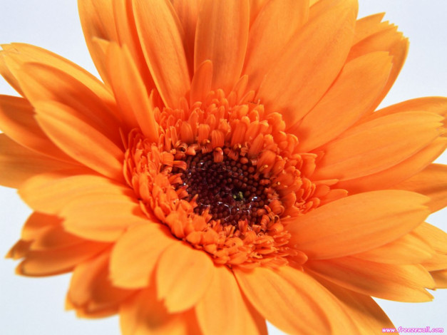 Обои картинки фото цветы, герберы