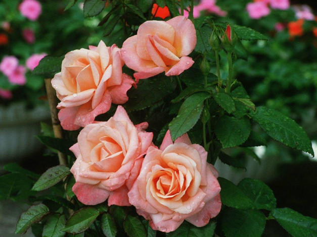 Обои картинки фото цветы, розы