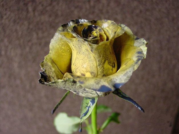 Обои картинки фото цветы, розы