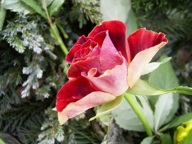 Обои картинки фото цветы, розы