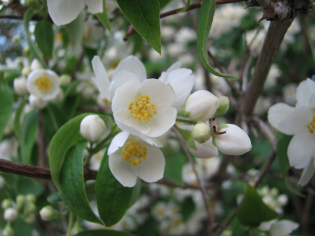 Обои картинки фото цветы, жасмин