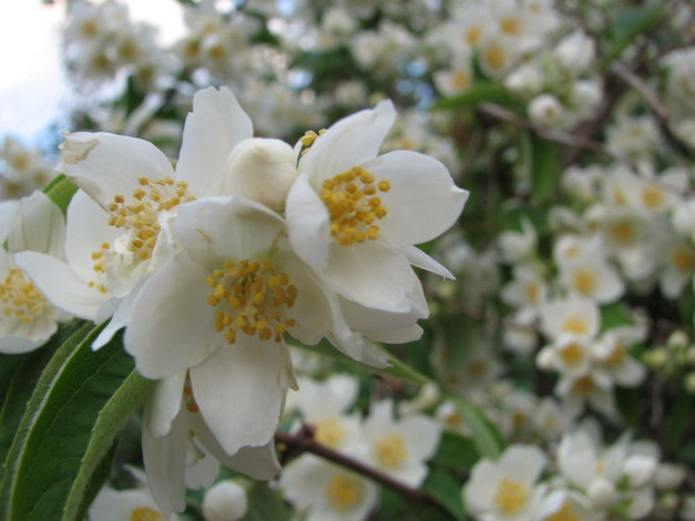 Обои картинки фото цветы, жасмин