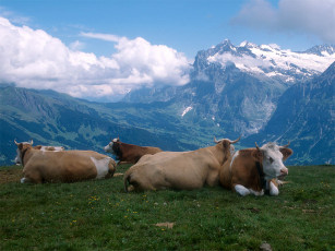 Картинка животные коровы буйволы