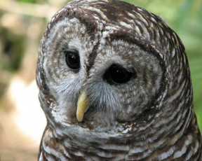 Картинка животные совы