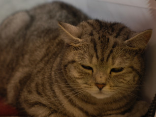 Картинка кошка животные коты