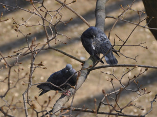 Картинка животные голуби