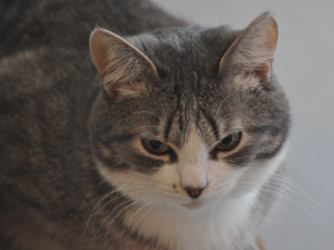 Картинка животные коты