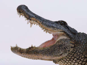 Картинка животные крокодилы