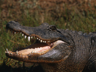 Картинка животные крокодилы
