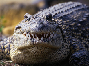 Картинка животные крокодилы