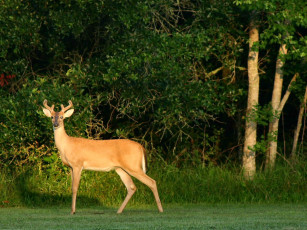 Картинка животные олени