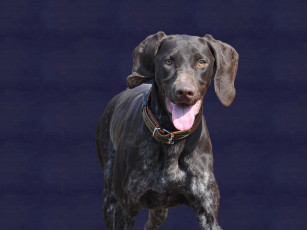 Картинка животные собаки