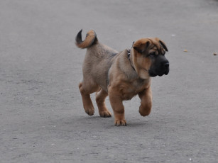 Картинка животные собаки