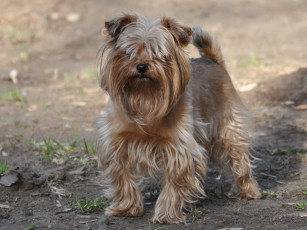 Картинка животные собаки