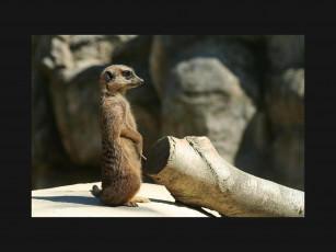 Картинка животные сурикаты