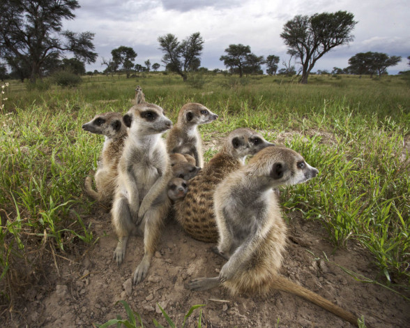 Обои картинки фото животные, сурикаты