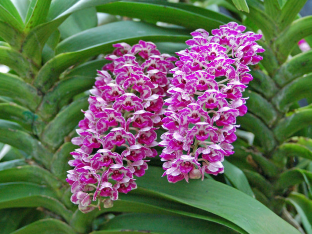 Обои картинки фото цветы, орхидеи