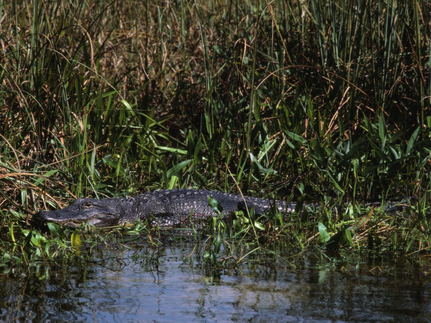 Обои картинки фото животные, крокодилы