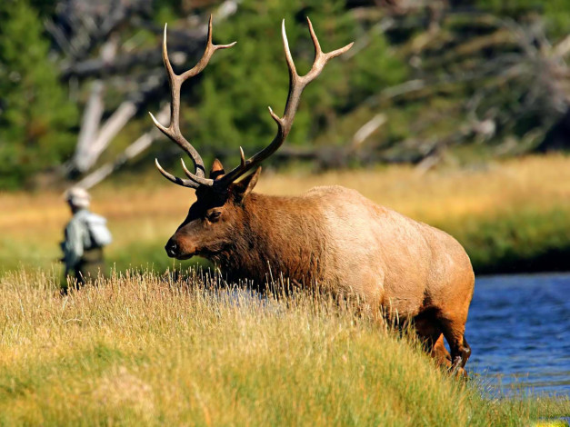 Обои картинки фото животные, олени