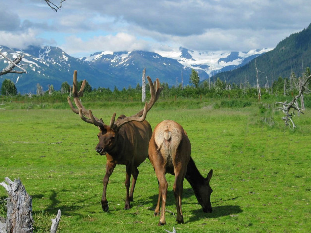 Обои картинки фото животные, олени