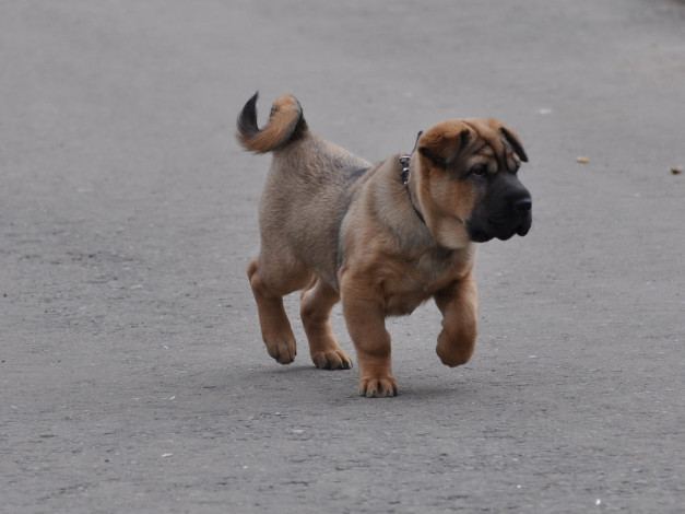 Обои картинки фото животные, собаки