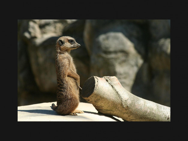 Обои картинки фото животные, сурикаты