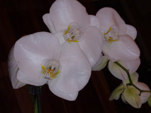 Картинка цветы орхидеи белый