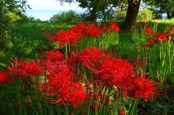 Картинка Японская паучья лилия цветы лилии лилейники яркий красный
