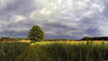 Картинка природа поля пейзаж