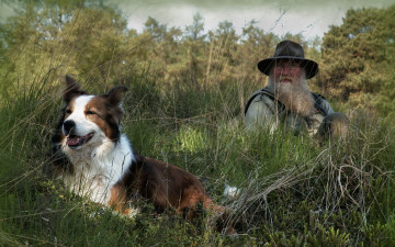 Картинка животные собаки