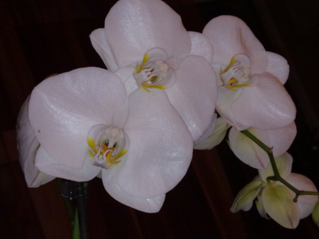 Обои картинки фото цветы, орхидеи, белый